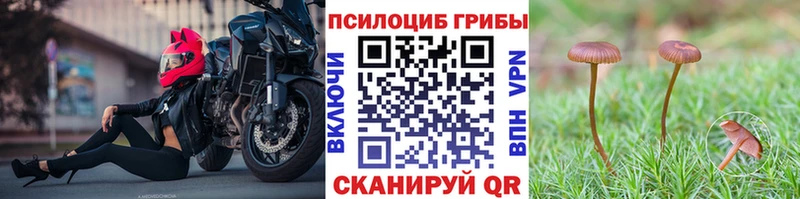 ОМГ ОМГ зеркало  Малоярославец  Псилоцибиновые грибы Psilocybe 